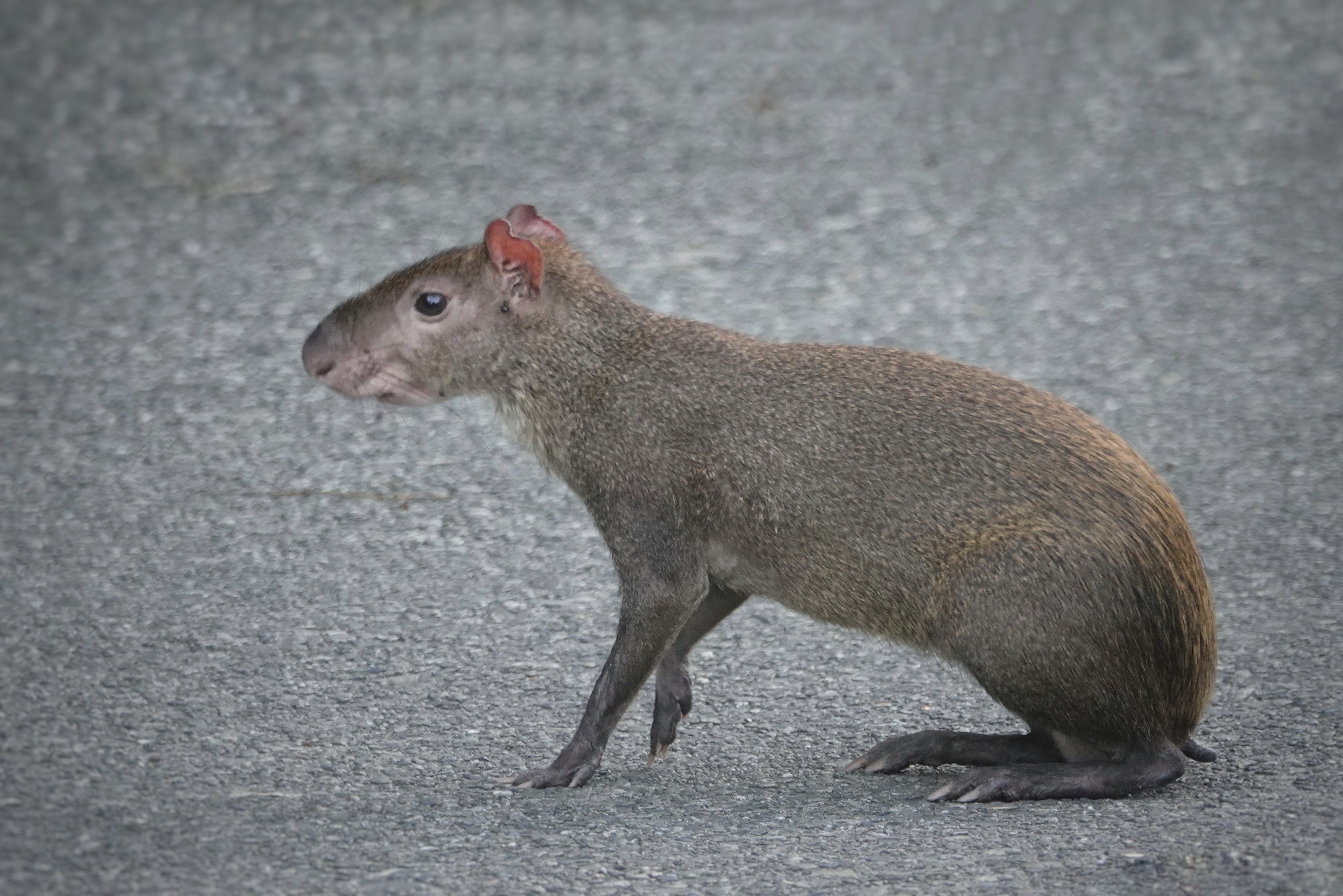 Agouti au Panama
